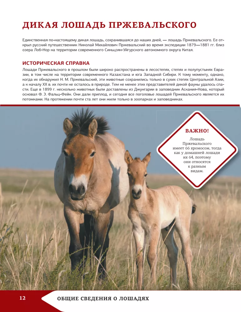Horses and Ponies
