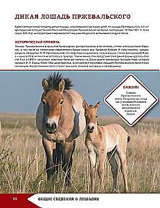 Horses and Ponies