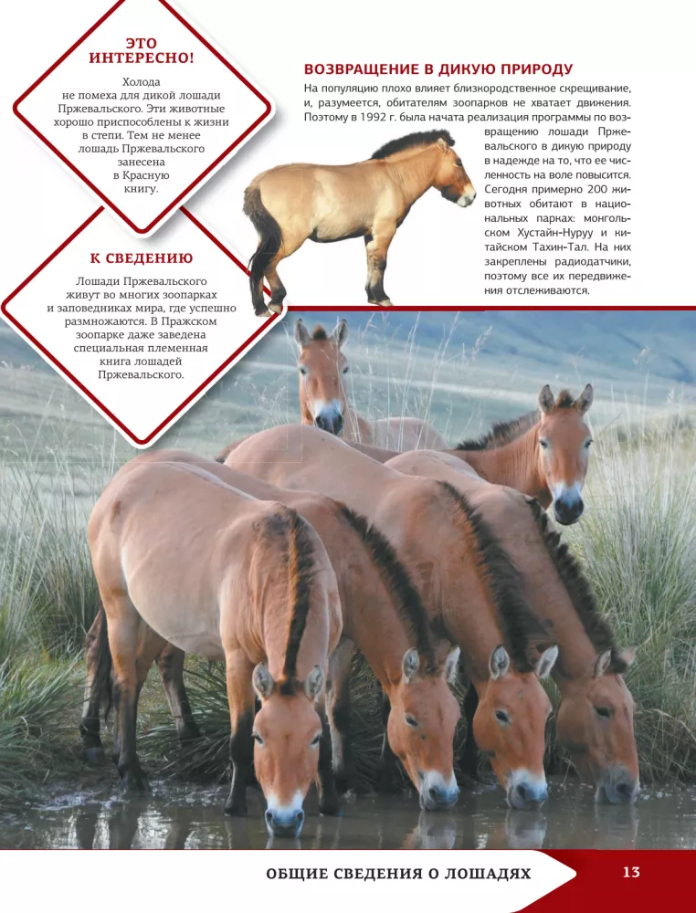 Horses and Ponies