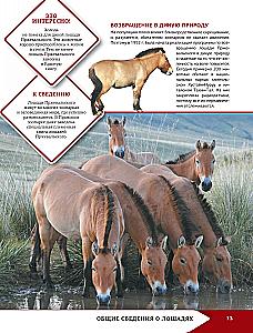 Horses and Ponies