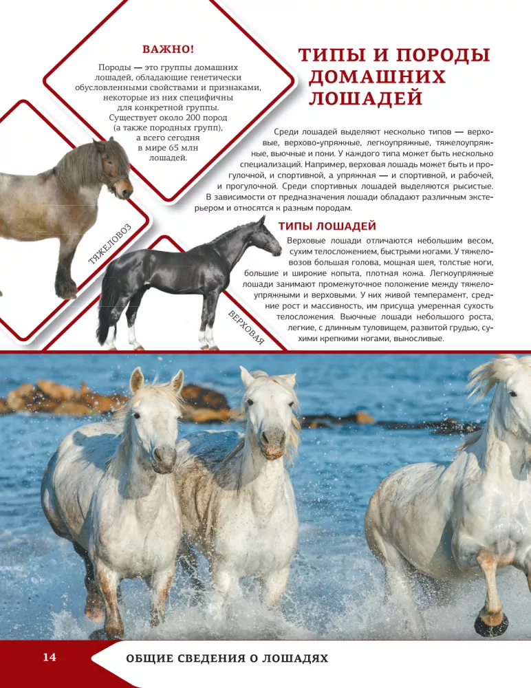 Horses and Ponies