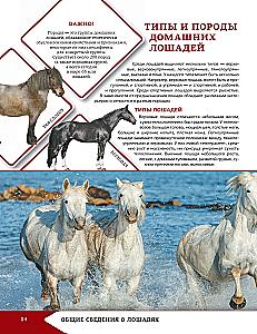 Horses and Ponies