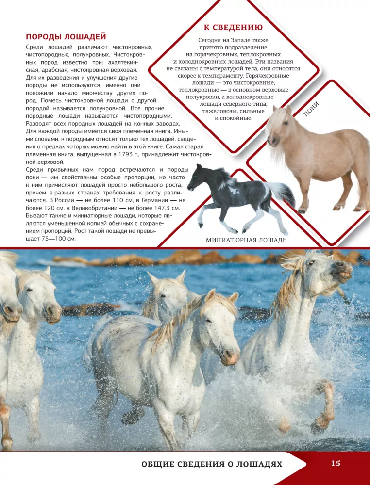 Horses and Ponies