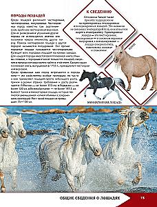 Horses and Ponies