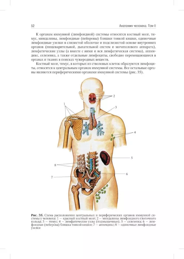 Anatomia człowieka: Podręcznik. W 2 tomach