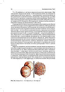 Anatomia człowieka: Podręcznik. W 2 tomach