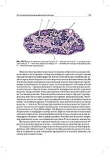 Anatomia człowieka: Podręcznik. W 2 tomach