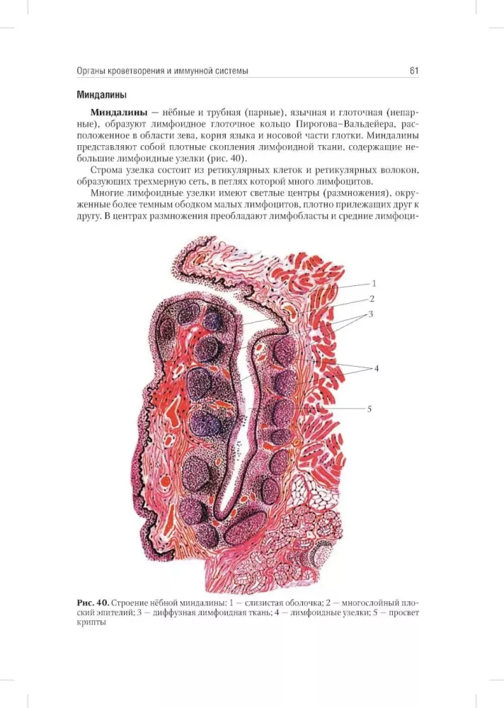 Anatomia człowieka: Podręcznik. W 2 tomach