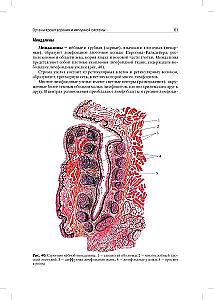 Anatomia człowieka: Podręcznik. W 2 tomach