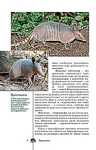 Dzīvnieki. Populārs ilustrēts ceļvedis