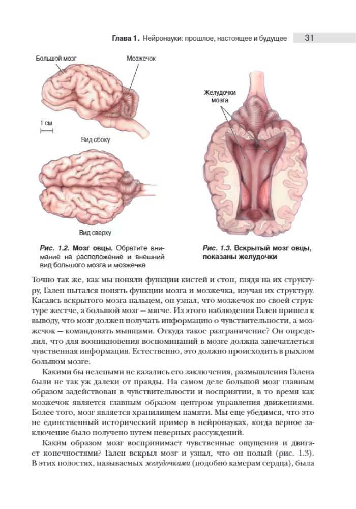Neuroscience. Study of the Brain. Volume 1