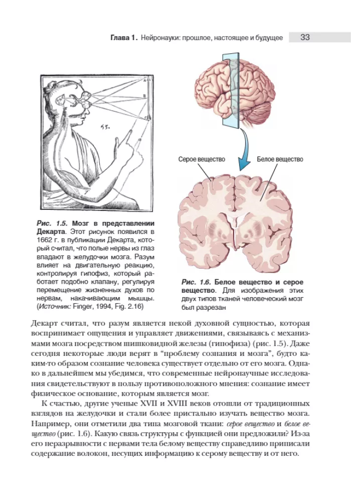 Neuroscience. Study of the Brain. Volume 1