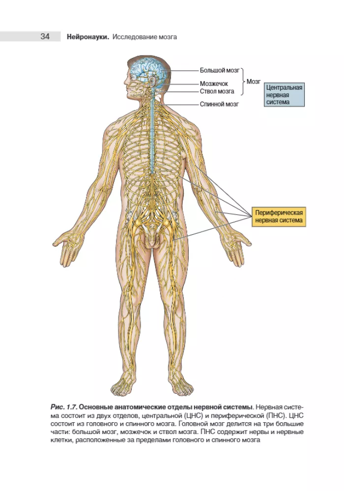 Neuroscience. Study of the Brain. Volume 1