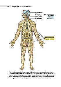 Neuroscience. Study of the Brain. Volume 1