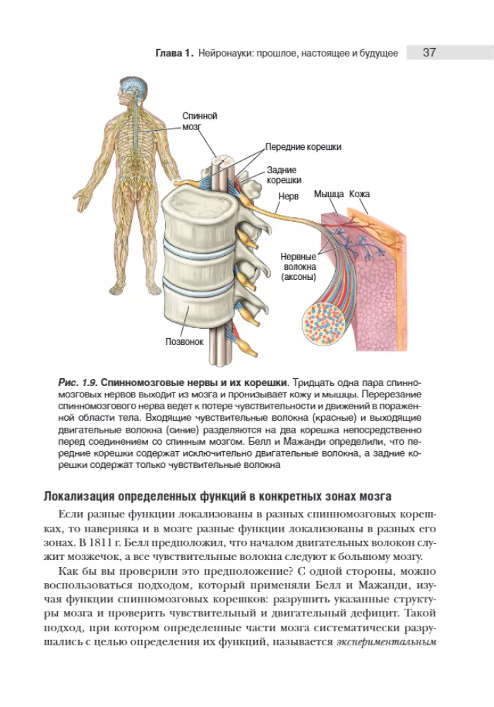 Neuroscience. Study of the Brain. Volume 1