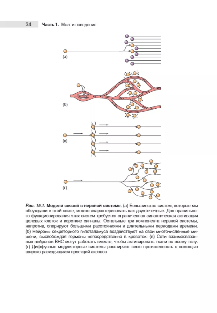 Neuroscience. Study of the Brain. Volume 3