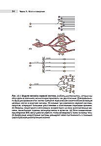 Neuroscience. Study of the Brain. Volume 3