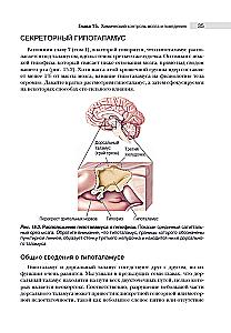 Neuroscience. Study of the Brain. Volume 3