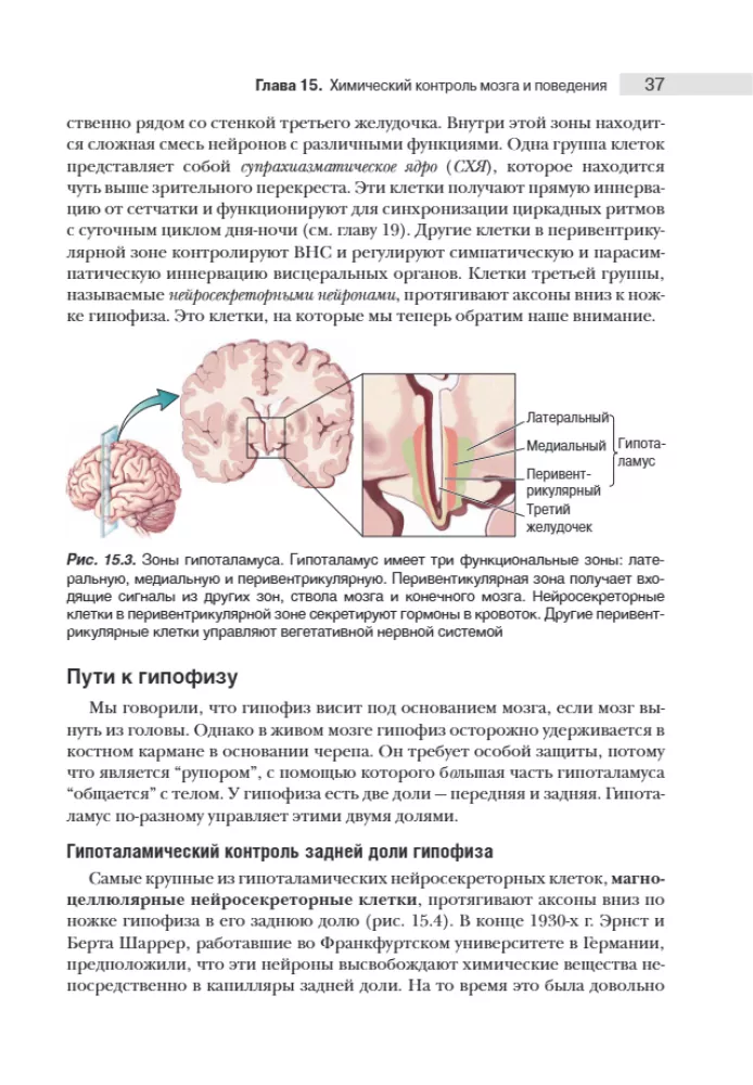 Neuroscience. Study of the Brain. Volume 3