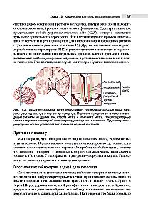 Neuroscience. Study of the Brain. Volume 3