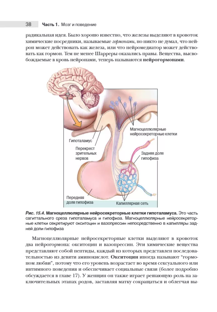 Neuroscience. Study of the Brain. Volume 3