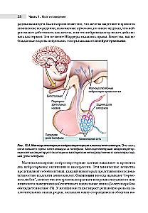 Neuroscience. Study of the Brain. Volume 3