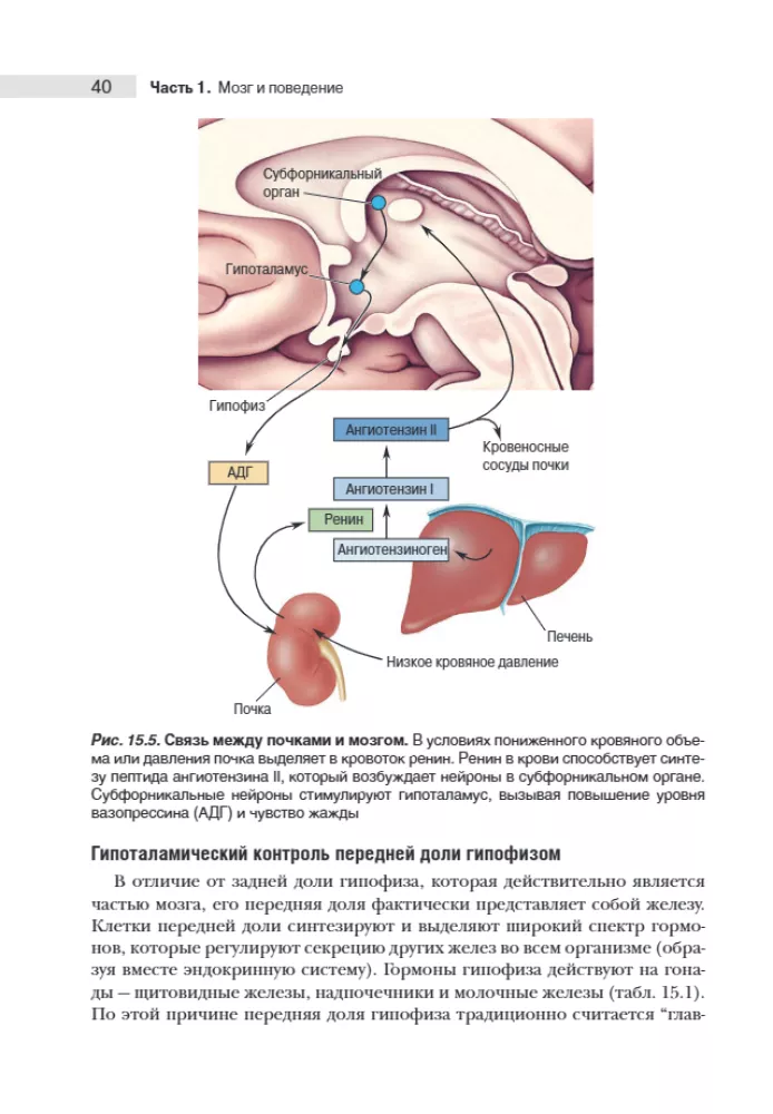 Neuroscience. Study of the Brain. Volume 3