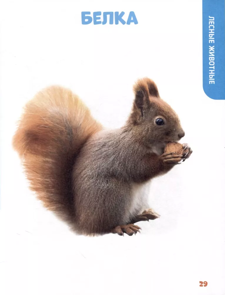 The Baby's Main Book. Animals of Our Planet