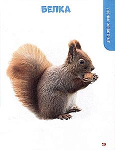 The Baby's Main Book. Animals of Our Planet