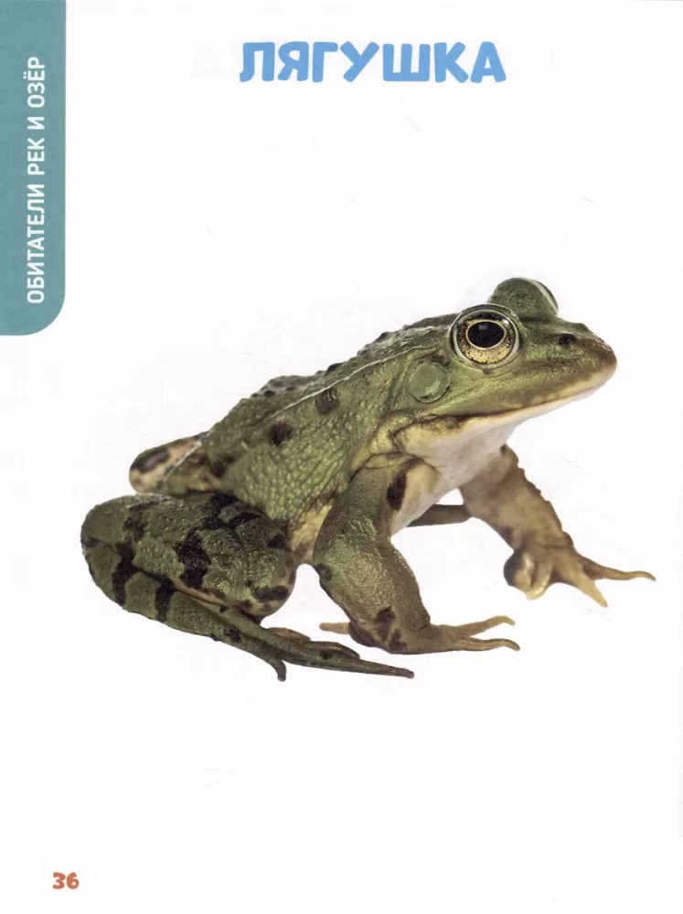 The Baby's Main Book. Animals of Our Planet