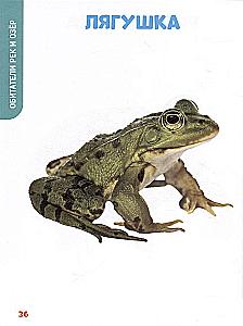 The Baby's Main Book. Animals of Our Planet