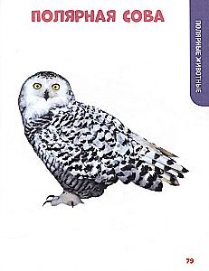 The Baby's Main Book. Animals of Our Planet
