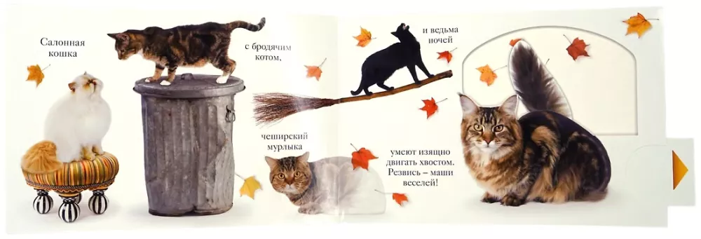 Meow — photo 3