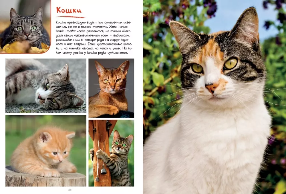 Mano didelė knyga apie gyvūnus