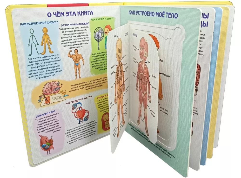 Kā ir iekārtots cilvēks? Enciklopēdija ar logiem