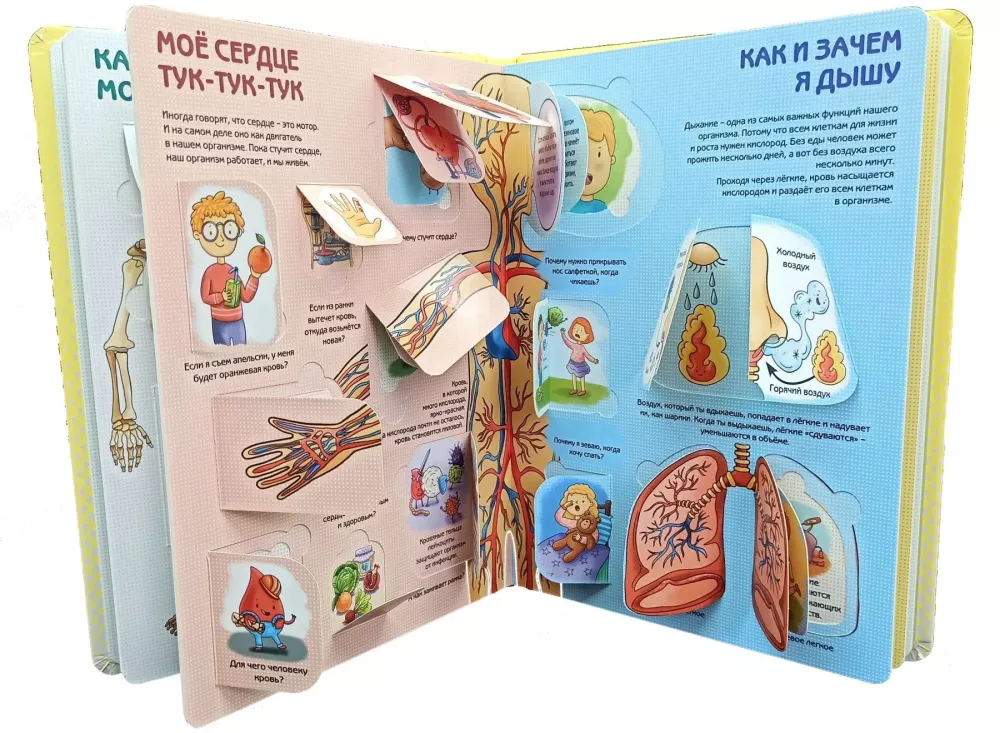Kā ir iekārtots cilvēks? Enciklopēdija ar logiem