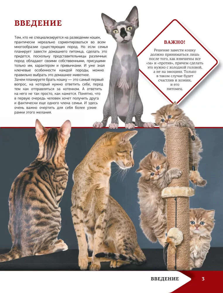 Das beste illustrierte Nachschlagewerk. Katzen — Foto 4