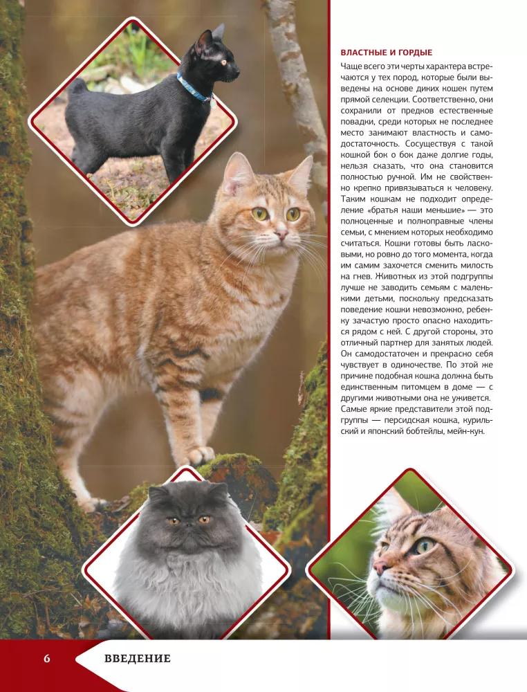 Das beste illustrierte Nachschlagewerk. Katzen — Foto 7