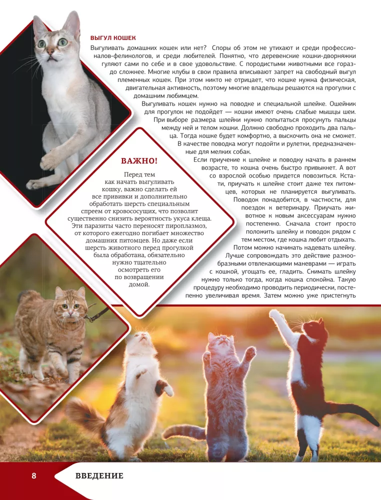 Das beste illustrierte Nachschlagewerk. Katzen — Foto 9