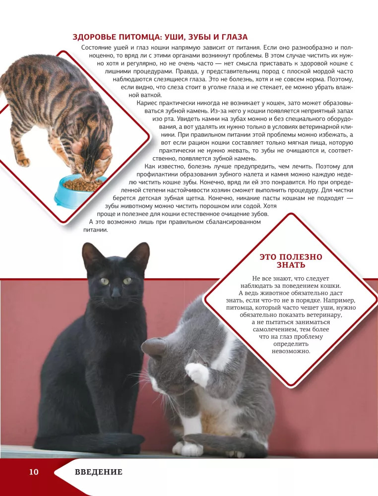 Das beste illustrierte Nachschlagewerk. Katzen — Foto 11
