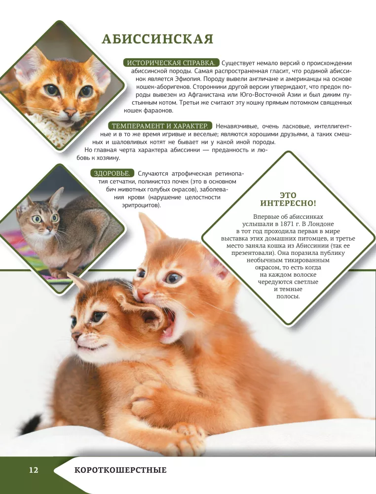 Das beste illustrierte Nachschlagewerk. Katzen — Foto 13