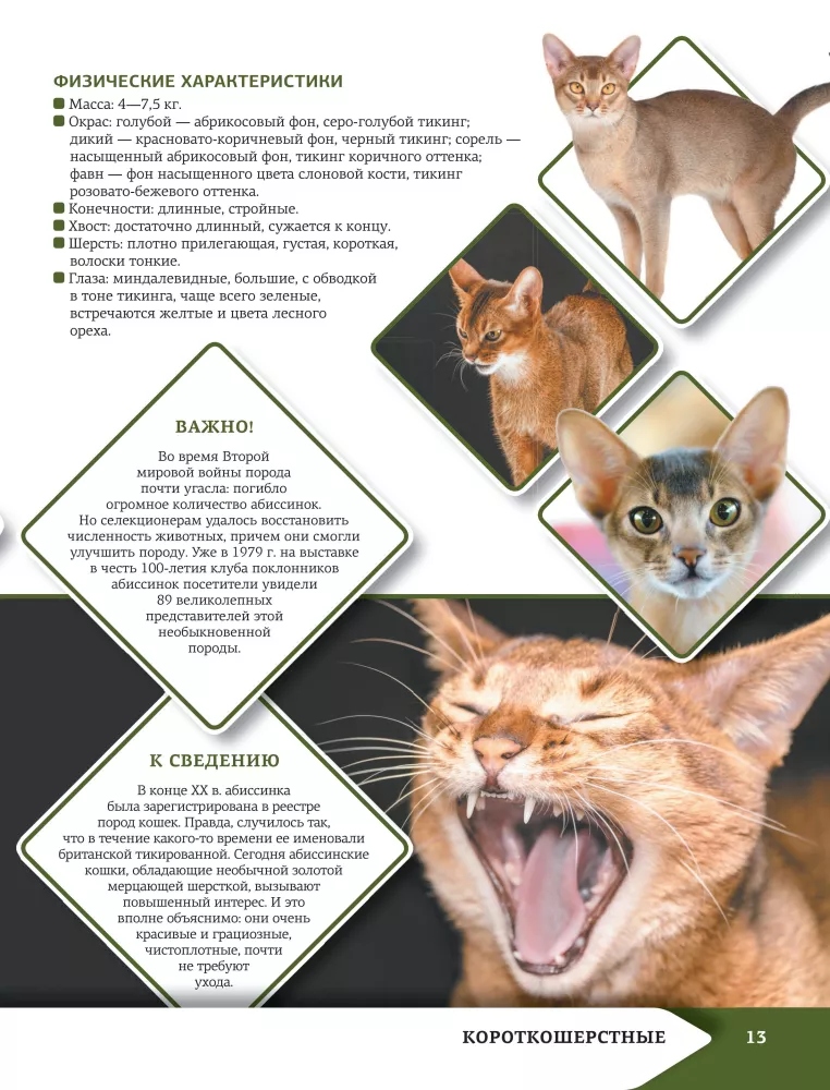 Das beste illustrierte Nachschlagewerk. Katzen — Foto 14