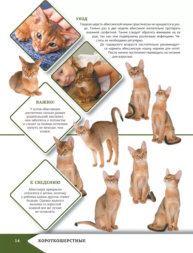 Das beste illustrierte Nachschlagewerk. Katzen — Foto 15