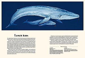 Ozeanarium