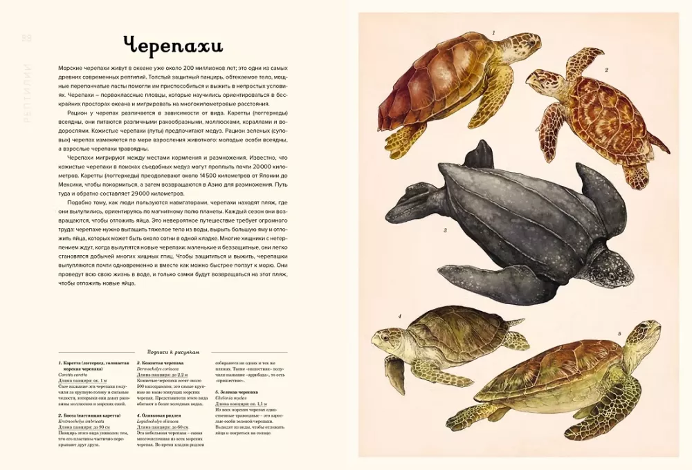 Ozeanarium