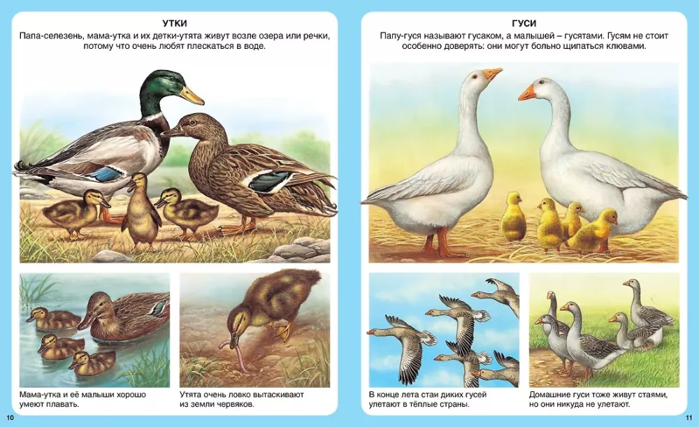 Your First Encyclopedia. Animals — photo 4