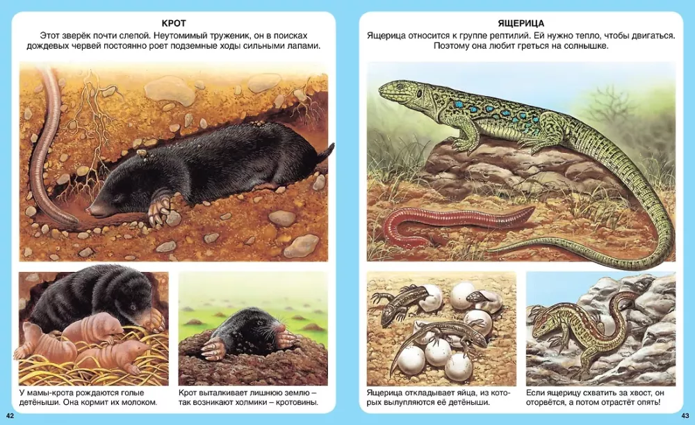Your First Encyclopedia. Animals — photo 5