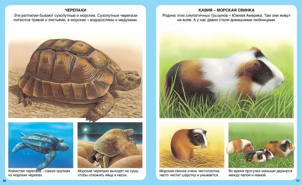 Your First Encyclopedia. Animals — photo 8