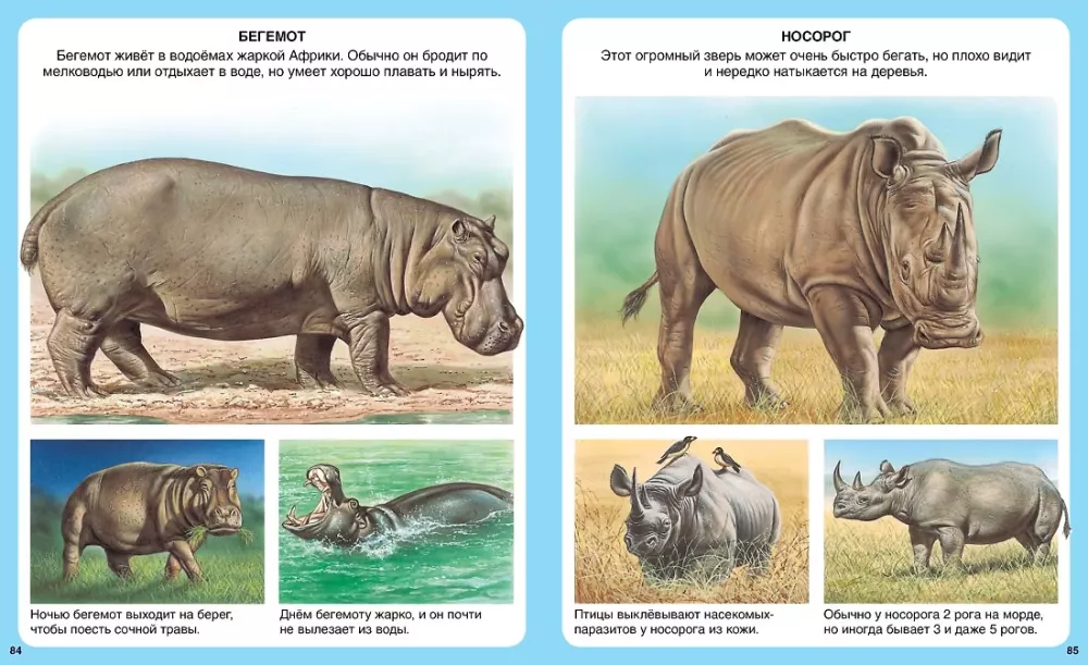 Your First Encyclopedia. Animals — photo 9