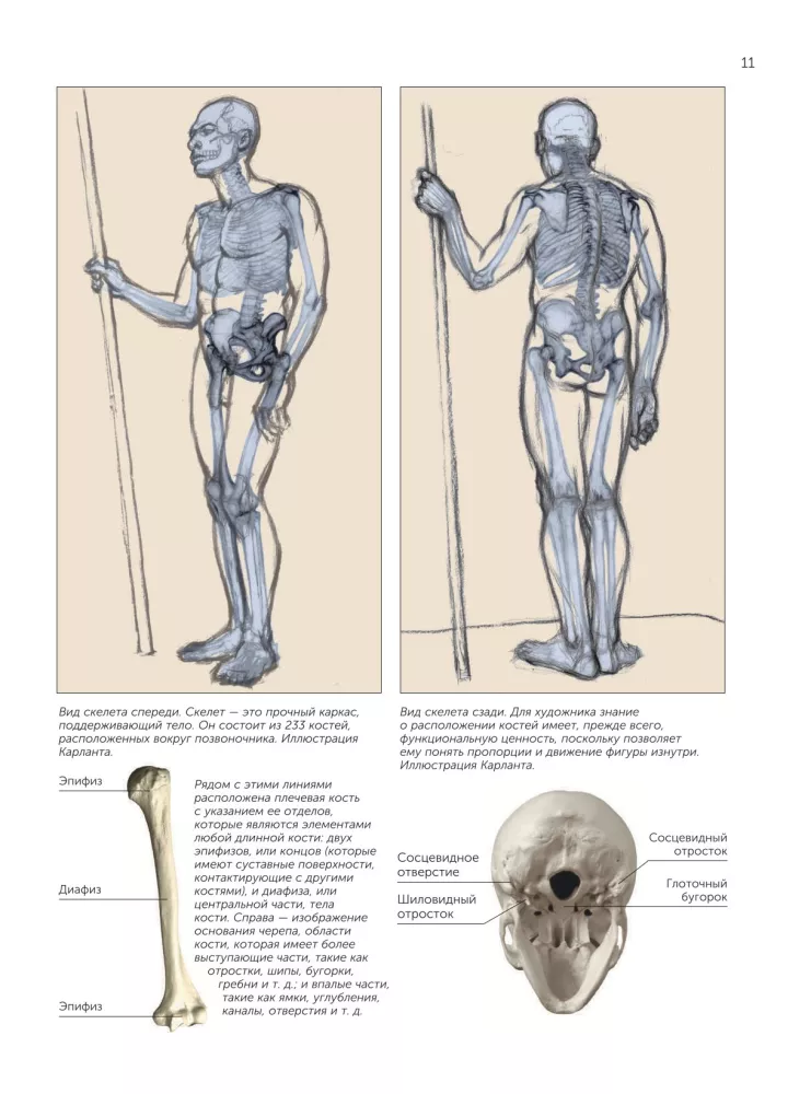 Anatomy for Artists — photo 13